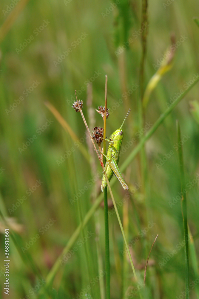 The Small Gold Grasshopper (Euthystira brachyptera) on a stem of common woodrush (Luzula multiflora) in the field, close-up The Small Gold Grasshopper (Euthystira brachyptera) on a stem of common woodrush (Luzula multiflora) in the field, close-up