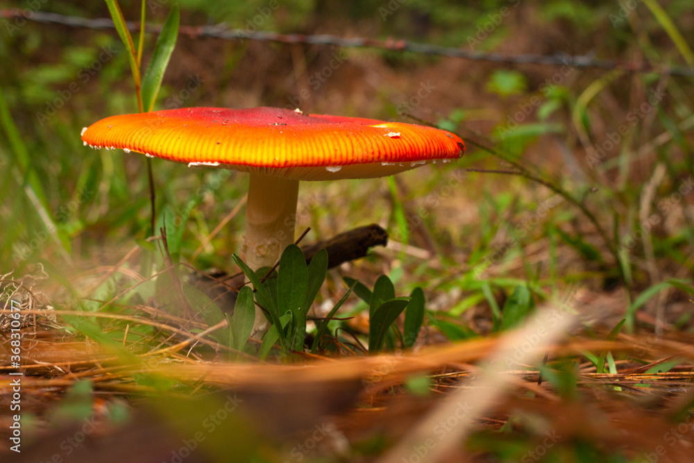 Amanita Muscaria. Red poisonous Fly Agaric mushroom in forest Amanita Muscaria. Red poisonous Fly Agaric mushroom in forest