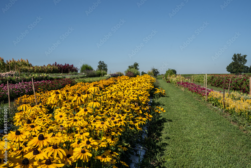 Black-Eyed Susans blooming in Amish Farm Field