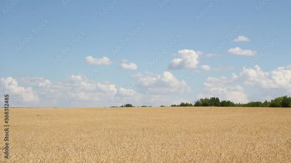 Wheat field and blue sky with white clouds on a summer day. High quality FullHD footage Wheat field and blue sky with white clouds on a summer day. High quality FullHD footage