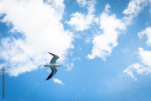 Seagull flying. A wild white sea bird hovers in the air under the clouds. Flight of a Seagull close up in the sky.