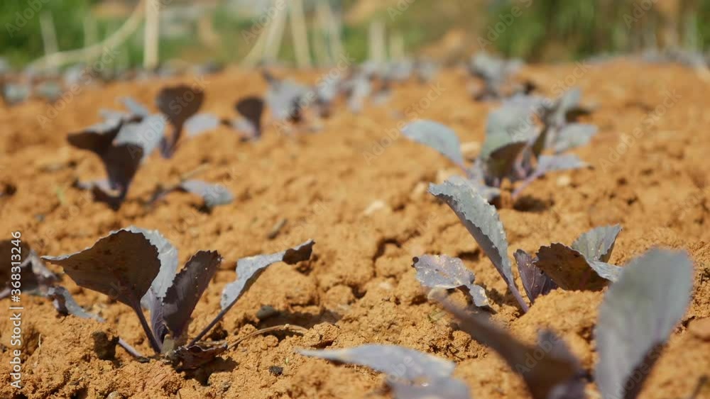 Field with young sprouts of red cabbage. Vegetables, organic farming. Agriculture and agribusiness Field with young sprouts of red cabbage. Vegetables, organic farming. Agriculture and agribusiness