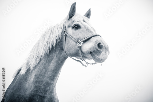 white horse portrait © maaramore©	