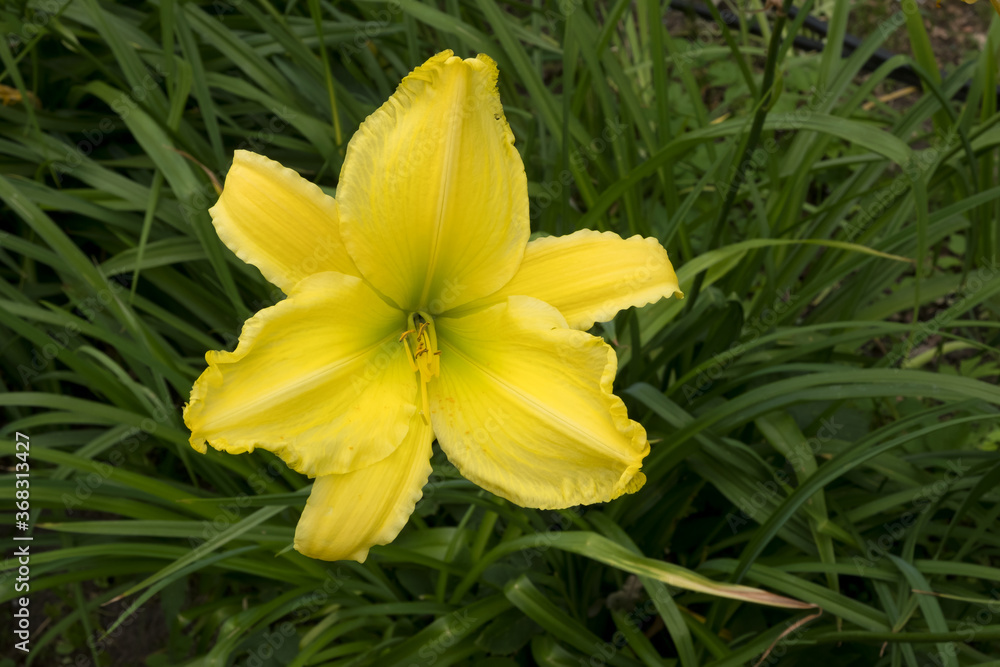 Yellow lily flower against a green grass background. Yellow lily flower against a green grass background.
