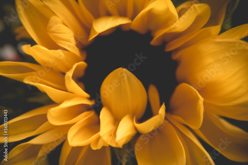sunflower on black background