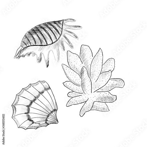 Seashell corals sea flowers black and white for the design of books throw sites Antistress