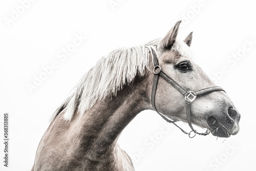 portrait of a white horse