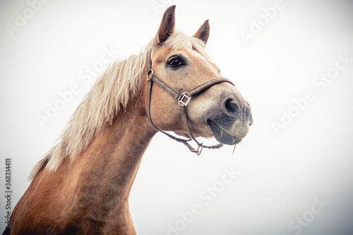 Horse portrait close up on black backgroundse
