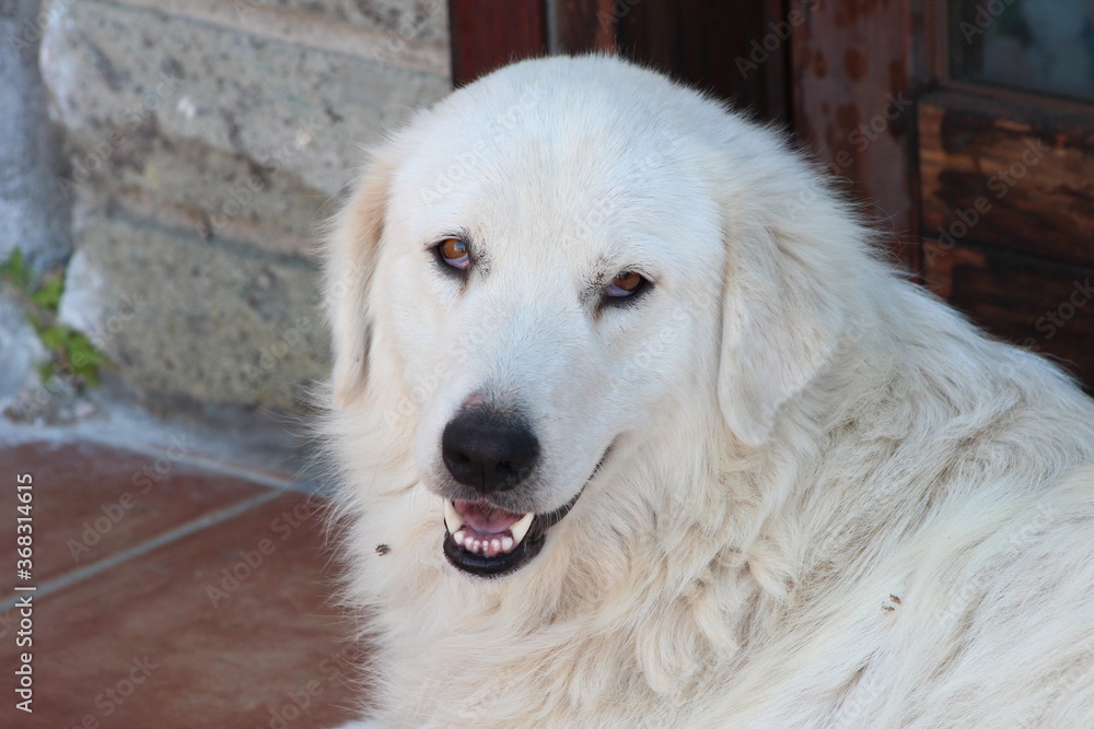 Shepherd dog,the Maremmano or Abruzzese white patrol dog lie down on the grass in the afternoon,An Italian shepherd dog is guarding a sheep flock,this kind of dogs are have gentle facial expressions.