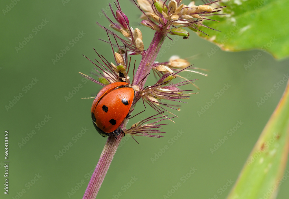 Fototapeta premium Close-up of ladybug