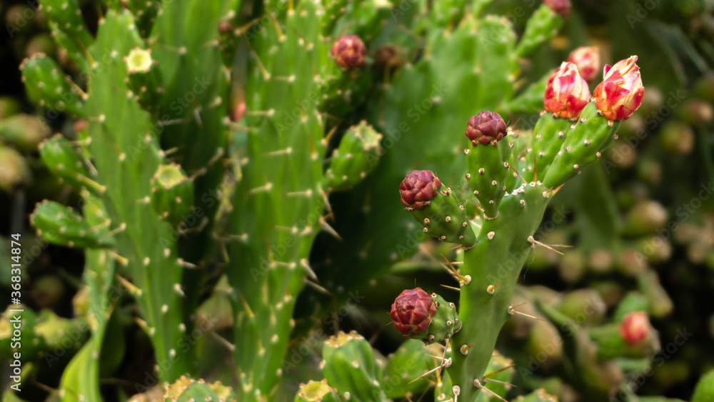 flowering cactus bush with delicious sweet fruits flowering cactus bush with delicious sweet fruits