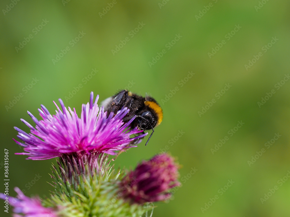 Humblebee sitting on thistle blossom Humblebee sitting on thistle blossom