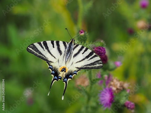Sail swallowtail butterfly sitting on thistle blossom