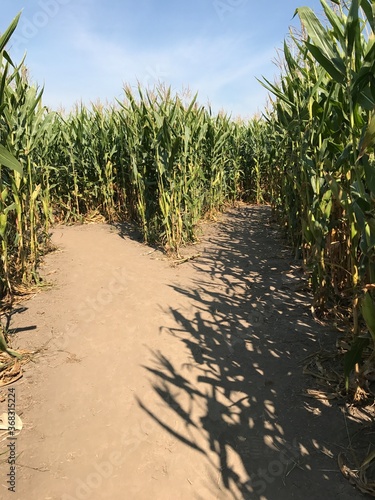 Corn Maze