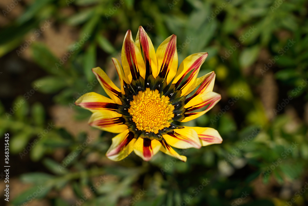 Yellow and red Gazania daisy in a field. Yellow and red Gazania daisy in a field.