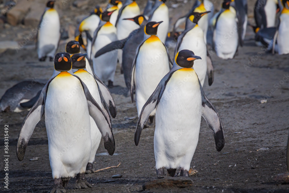 Obraz premium Numerous king penguins walk towards the camera on the beach of Andrews Bay in south Georgia.