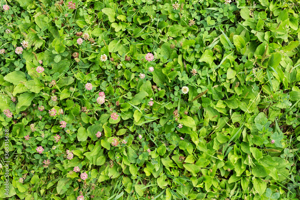 Natural inborn green grass. Flat lay. Horizontal orientation. Natural inborn green grass. Flat lay. Horizontal orientation.