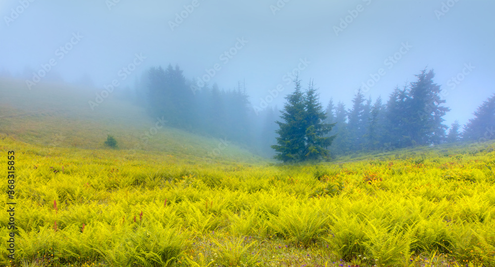 Pokut Plateau with misty mountain - Rize, Turkey Pokut Plateau with misty mountain - Rize, Turkey