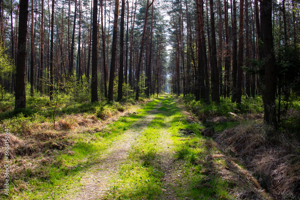 Footpath / way / path in the wild sunny forest / woods. 
Perspective view of the pathway with thres and bushes shadows. Blue sunny sky at the end