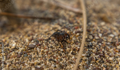 little cute spider on the sand in the shade