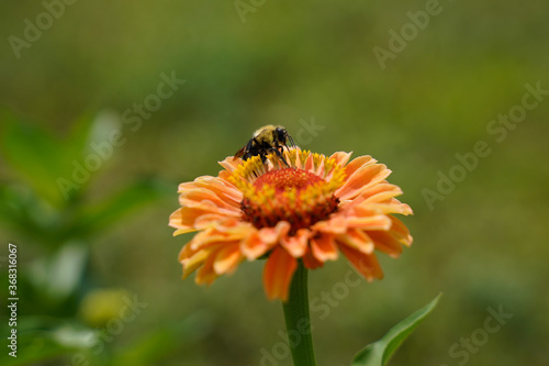 Bumblebee on the top of an orange zinnia flower.