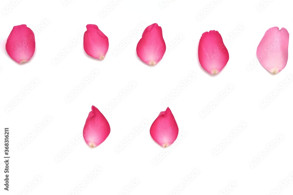In selective focus a row of sweet pink rose corollas on white isolated background 
