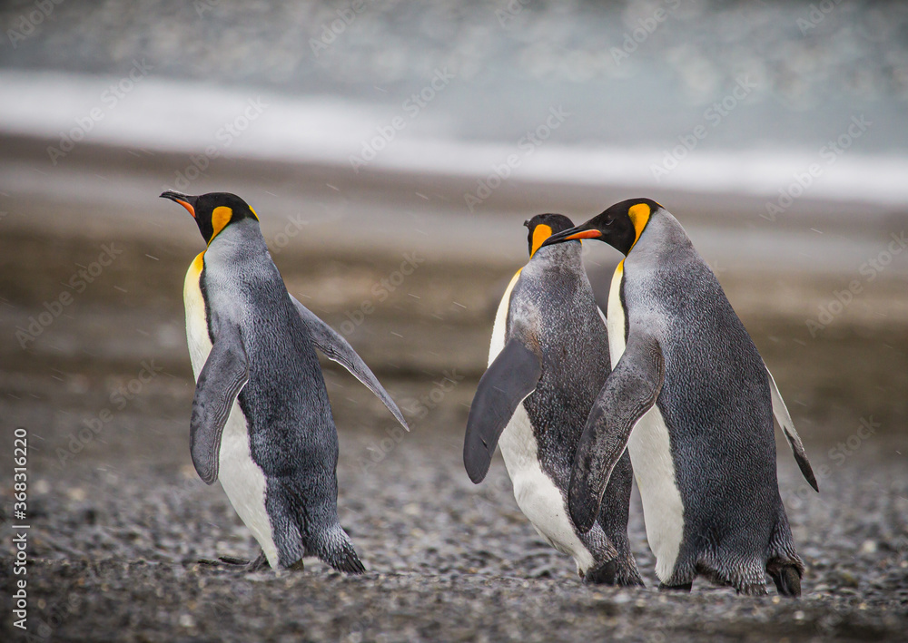 Fototapeta premium Three king penguins running through the rain