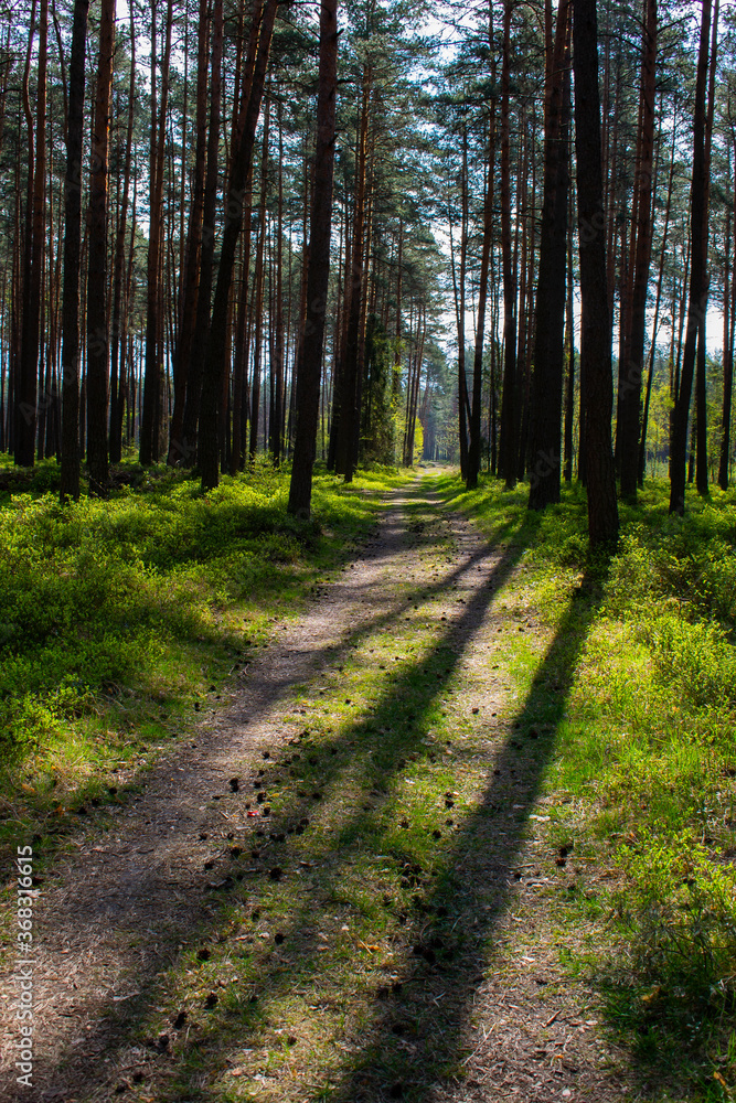 Footpath / way / path in the wild sunny forest / woods. 
Perspective view of the pathway with thres and bushes shadows. Blue sunny sky at the end