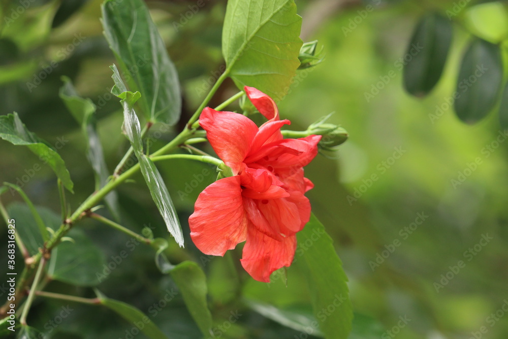 red hibiscus flower in garden