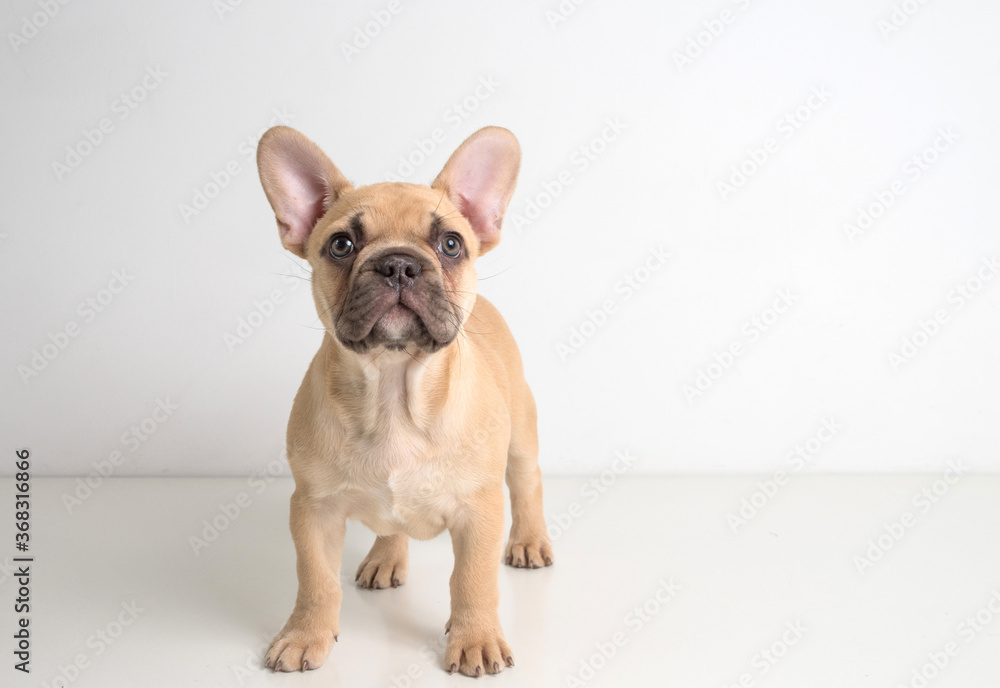 Portrait of a french bulldog puppy on a white background. Portrait of a french bulldog puppy on a white background.