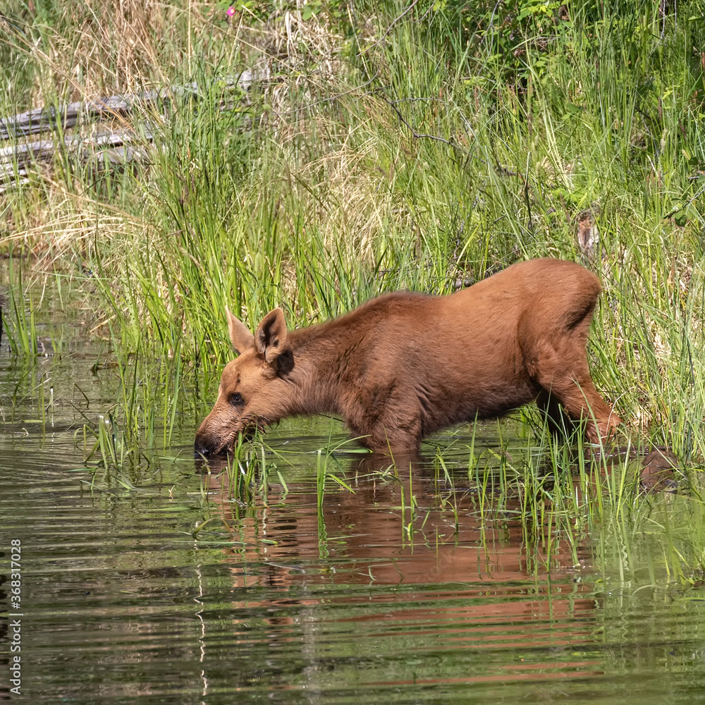 A New Calf Feeding in a Pond in Alaska A New Calf Feeding in a Pond in Alaska