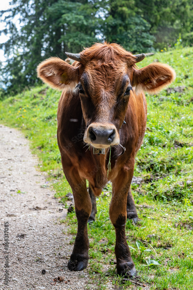 Fototapeta premium cool cow