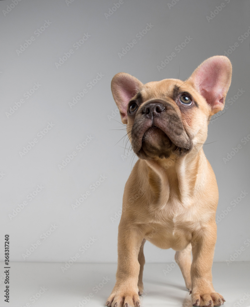 Portrait of a french bulldog puppy on a white background.