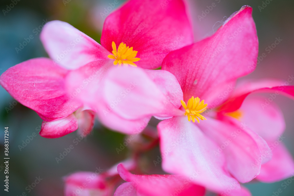 Pink Petals with Yellow Center