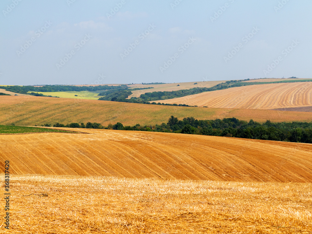 Obraz premium mown field on a bright autumn day. Collect grain harvest. Farming, idyll landscape background