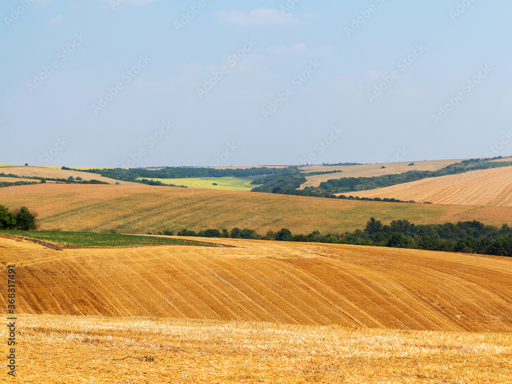mown field on a bright autumn day. Collect grain harvest. Farming, idyll landscape background mown field on a bright autumn day. Collect grain harvest. Farming, idyll landscape background
