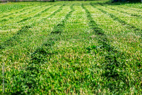 Obraz na plátně Perfectly striped freshly mowed garden lawn in summer