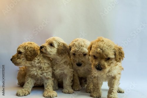 Four puppies poodles playing