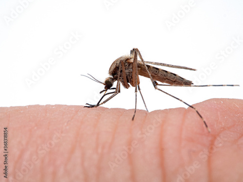 P1010190 Coastal mosquito, Aedes dorsalis, biting a man's finger, Boundary Bay saltmarsh, Delta, British Columbia, Canada cECP 2020 © Ernie Cooper
