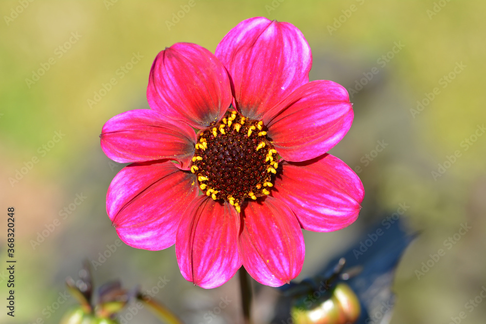 Dahlia Dahlia