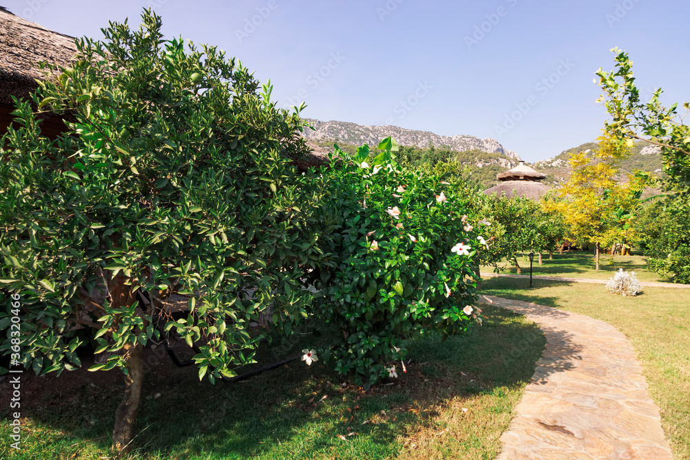 Mediterranean garden with footpath, trees and huts - Cirali, Antalya Province, Turkey, Asia