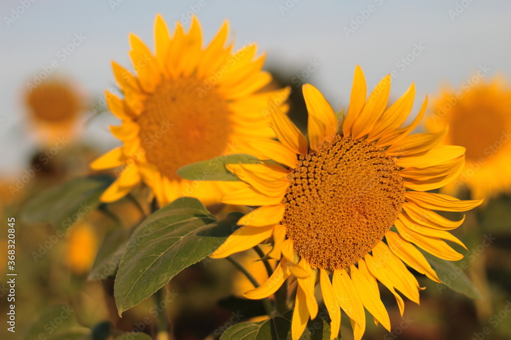 Fototapeta premium sunflower in the field