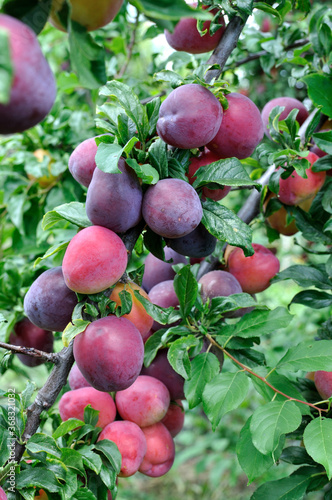  ripe cherry-plums on a tree branch in the orchard,vertical composition