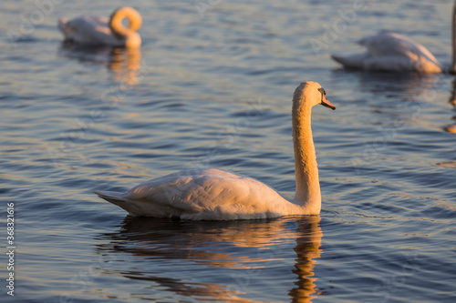 Beautiful wild swan Cygnus in sunset light