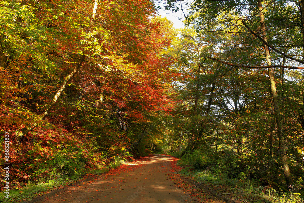 Fototapeta premium Beautiful golden autumn landscape