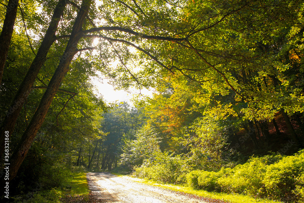 Fototapeta premium Beautiful golden autumn landscape