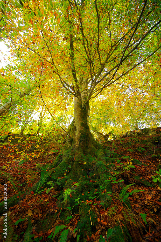 Beautiful golden autumn landscape