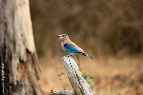 Indian roller basking in sun during a late evening in the forest of Nagarhole Tiger Reserve, India