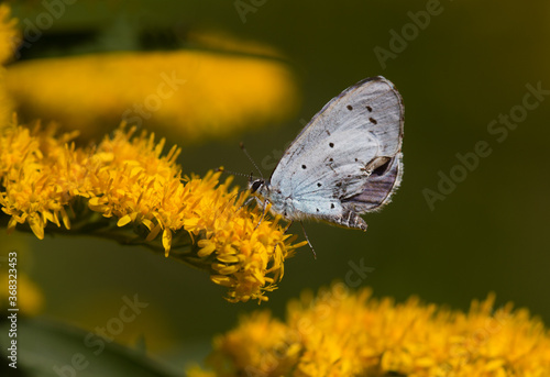 Holly blue, a small butterfly, on the yellow flower head of Goldenrod © Matauw