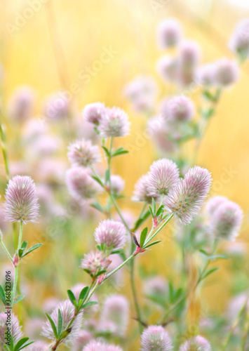 Wildflowers pink inflorescence a panicle in the meadow on soft yellow background in sun light in summer